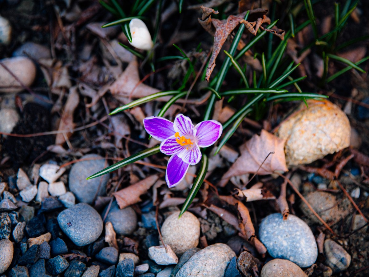 “good morning, dear&nbsp;journal”