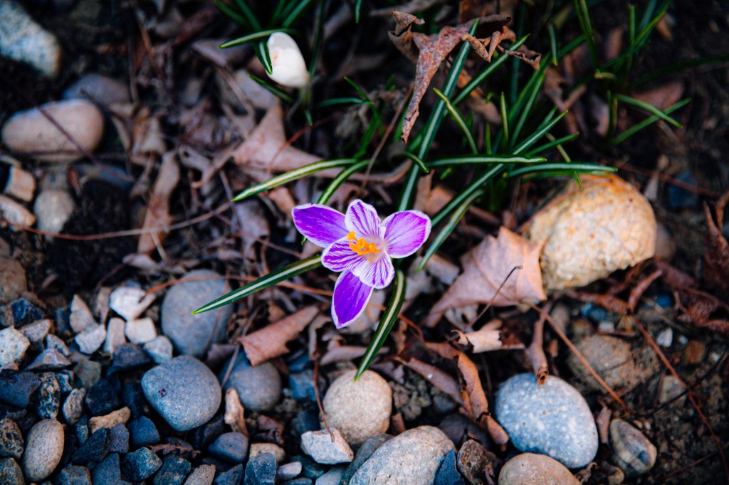 “good morning, dear&nbsp;journal”